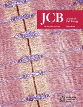 Cover of The Journal of Cell Biology, featuring study using the protocol.