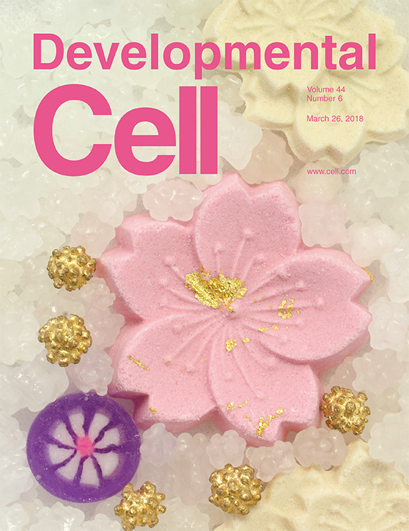 Cover of Developmental Cell, featuring study using the protocol.