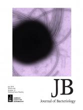 Cover of Journal of Bacteriology, featuring study using the protocol.