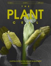 Cover of The Plant Cell, featuring study using the protocol.
