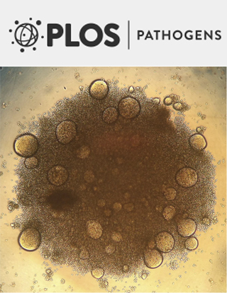 Cover of PLOS Pathogens, featuring study using the protocol.