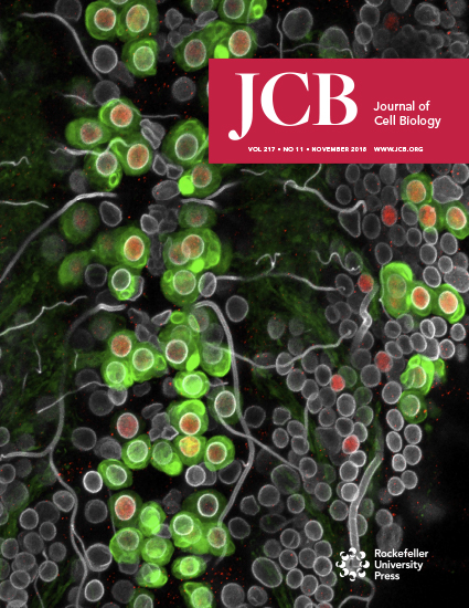 Cover of The Journal of Cell Biology, featuring study using the protocol.