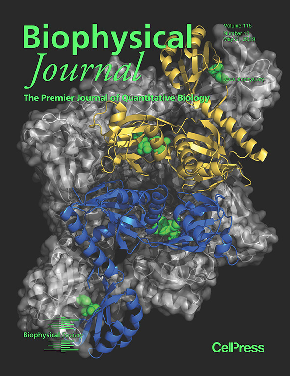 Cover of Biophysical Journal, featuring study using the protocol.