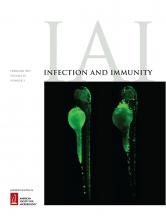Cover of Infection and Immunity, featuring study using the protocol.