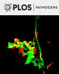 Cover of PLOS Pathogens, featuring study using the protocol.