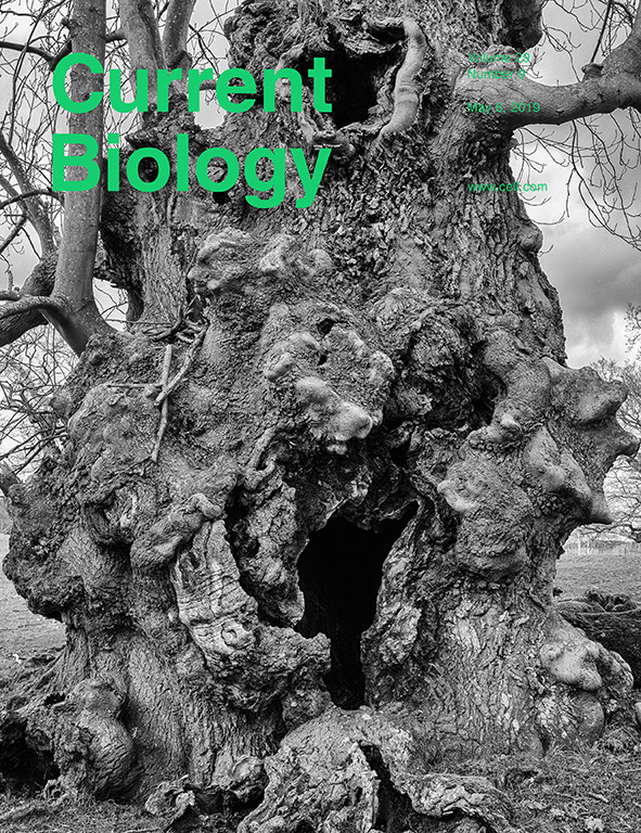 Cover of Current Biology, featuring study using the protocol.