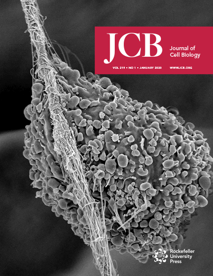 Cover of The Journal of Cell Biology, featuring study using the protocol.