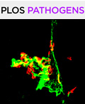 Cover of PLOS Pathogens, featuring study using the protocol.