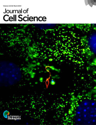 Cover of Journal of Cell Science, featuring study using the protocol.