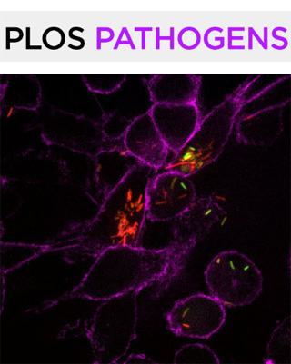Cover of PLOS Pathogens, featuring study using the protocol.