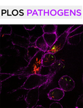 Cover of PLOS Pathogens, featuring study using the protocol.