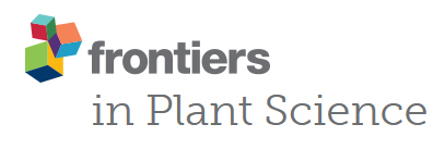 Cover of Frontiers in Plant Science, featuring study using the protocol.