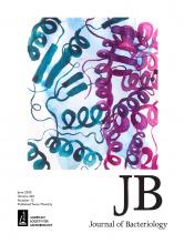 Cover of Journal of Bacteriology, featuring study using the protocol.