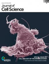 Cover of Journal of Cell Science, featuring study using the protocol.