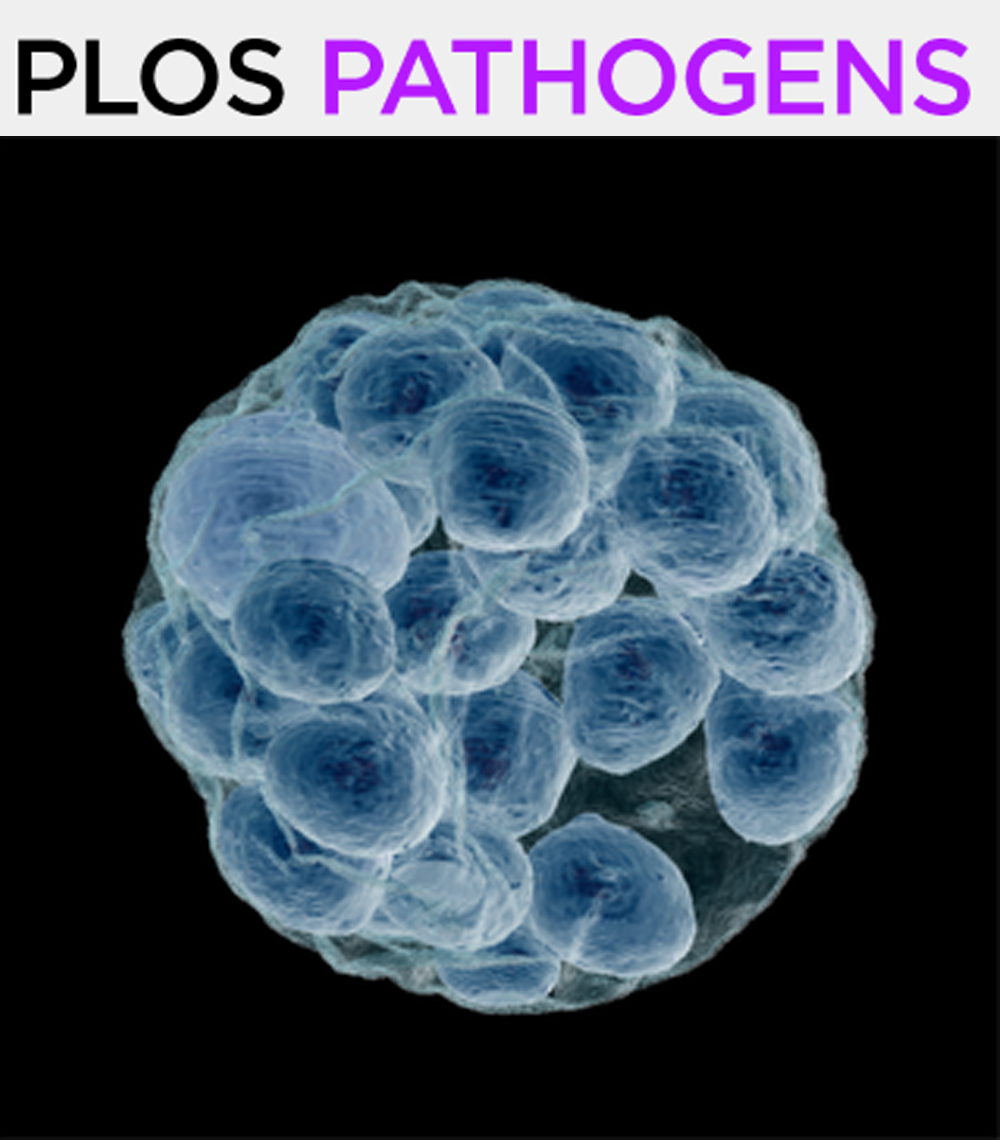 Cover of PLOS Pathogens, featuring study using the protocol.