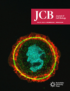 Cover of The Journal of Cell Biology, featuring study using the protocol.