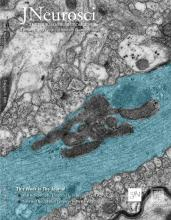 Cover of The Journal of Neuroscience, featuring study using the protocol.