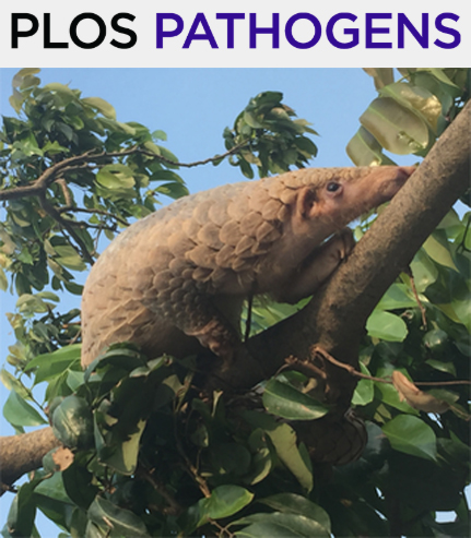 Cover of PLOS Pathogens, featuring study using the protocol.