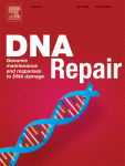 Cover of DNA Repair (Amst), featuring study using the protocol.