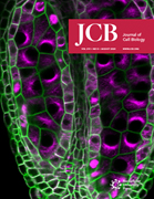 Cover of The Journal of Cell Biology, featuring study using the protocol.