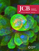 Cover of The Journal of Cell Biology, featuring study using the protocol.