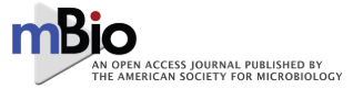 Cover of mBio, featuring study using the protocol.