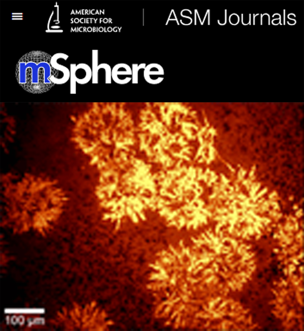 Cover of mSphere, featuring study using the protocol.