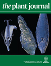 Cover of The Plant Journal, featuring study using the protocol.