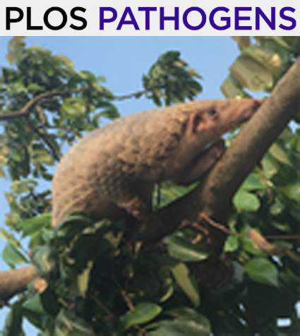 Cover of PLOS Pathogens, featuring study using the protocol.