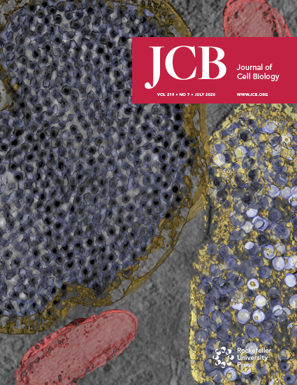 Cover of The Journal of Cell Biology, featuring study using the protocol.