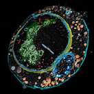 Cover of mBio, featuring study using the protocol.
