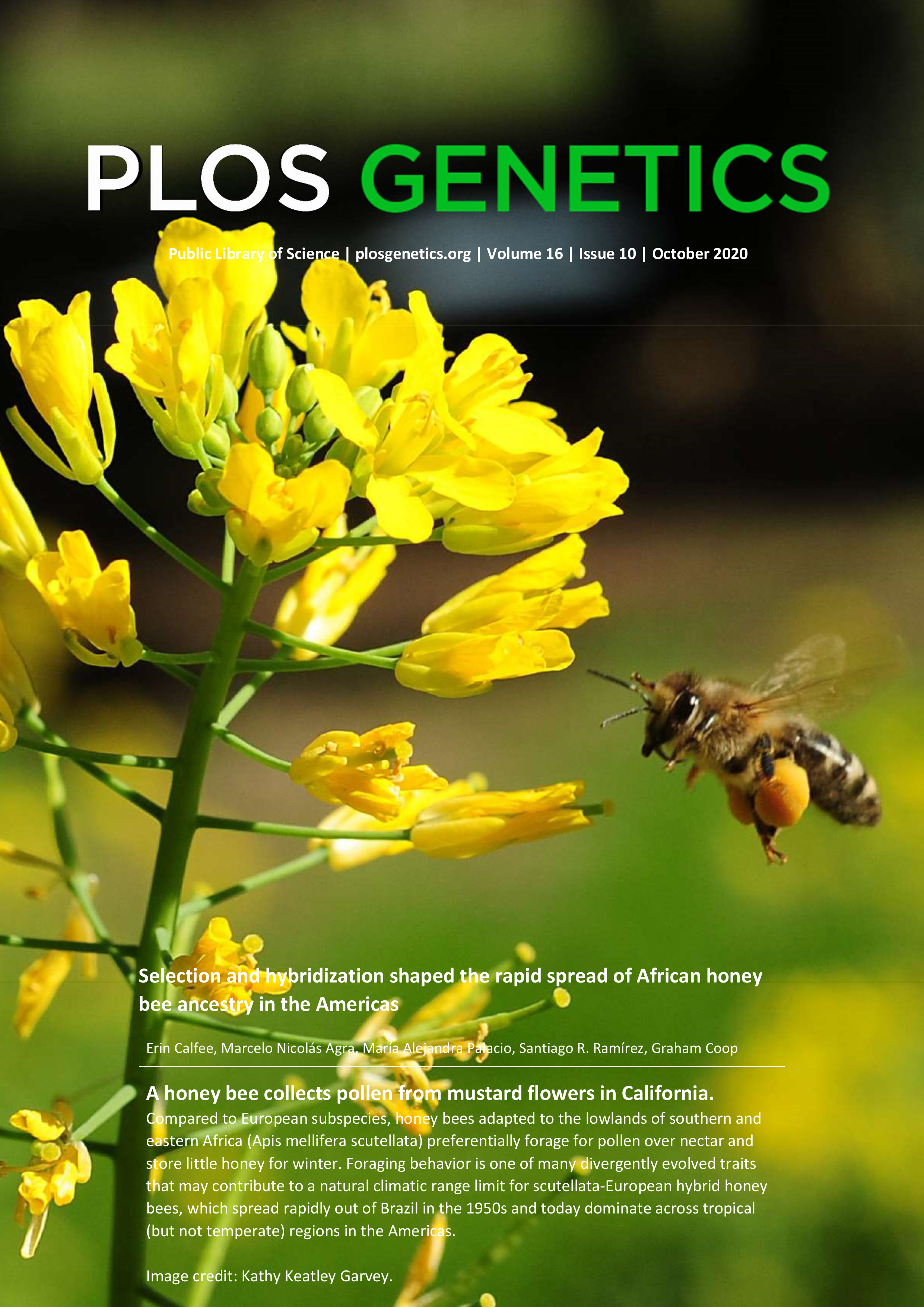 Cover of PLOS Genetics, featuring study using the protocol.