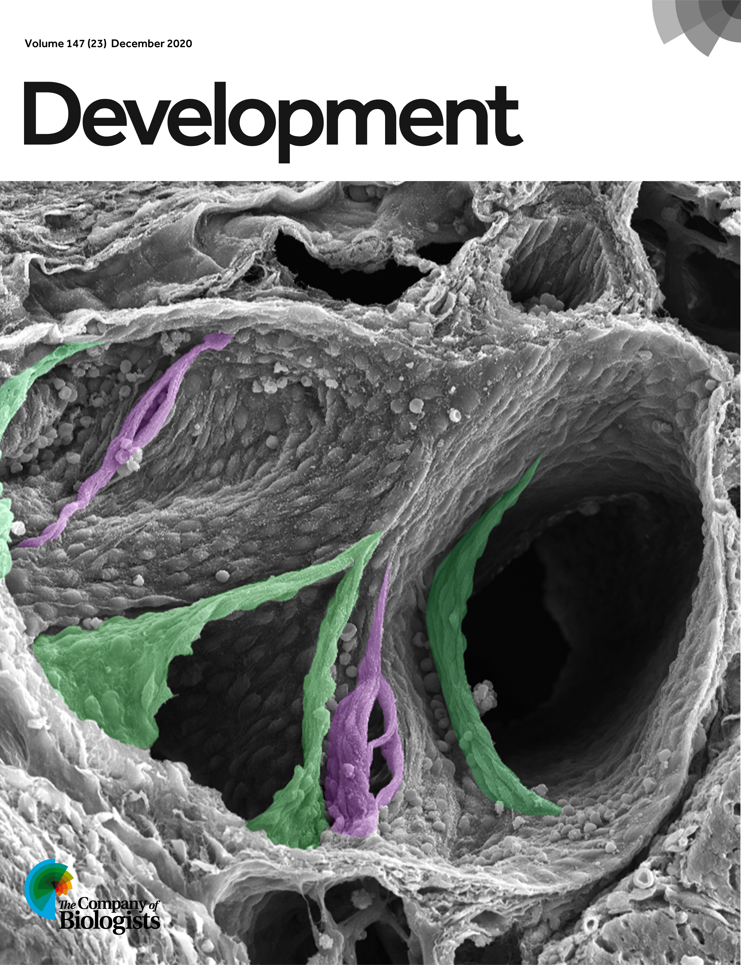 Cover of Development, featuring study using the protocol.