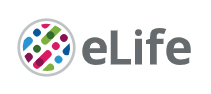 Cover of eLIFE, featuring study using the protocol.