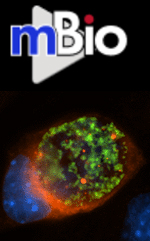 Cover of mBio, featuring study using the protocol.