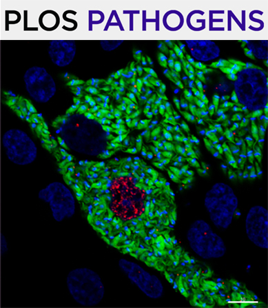 Cover of Biological and Pharmaceutical Bulletin, featuring study using the protocol.