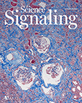 Cover of Science Signaling, featuring study using the protocol.