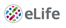 Cover of eLIFE, featuring study using the protocol.