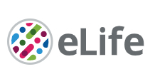 Cover of eLIFE, featuring study using the protocol.