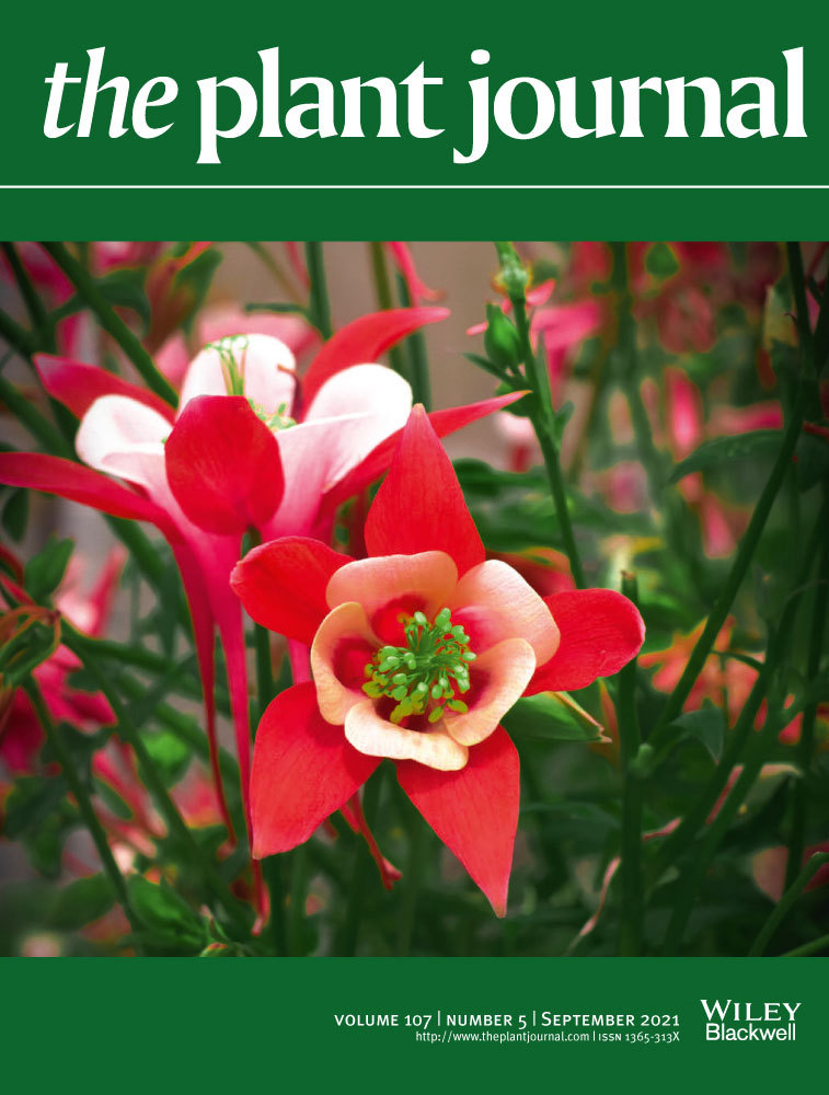 Cover of The Plant Journal, featuring study using the protocol.