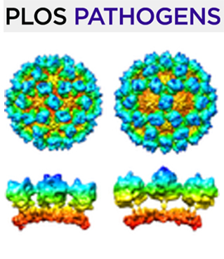Cover of PLOS Pathogens, featuring study using the protocol.