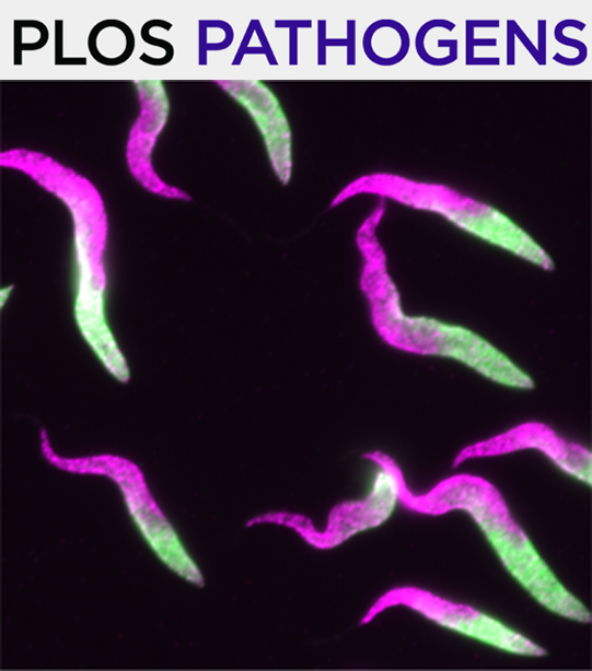 Cover of PLOS Pathogens, featuring study using the protocol.