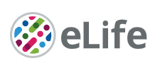 Cover of eLIFE, featuring study using the protocol.