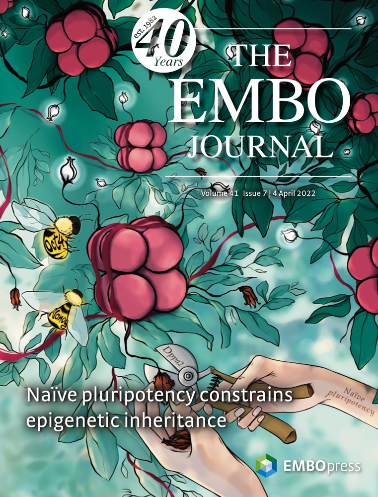 Cover of The EMBO Journal, featuring study using the protocol.