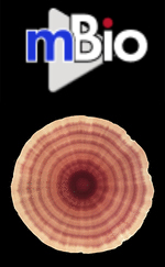 Cover of mBio, featuring study using the protocol.