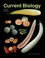 Cover of Current Biology, featuring study using the protocol.