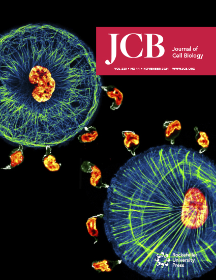 Cover of The Journal of Cell Biology, featuring study using the protocol.