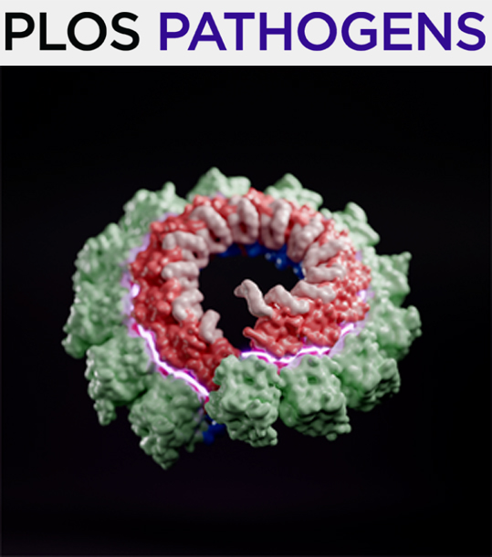 Cover of PLOS Pathogens, featuring study using the protocol.