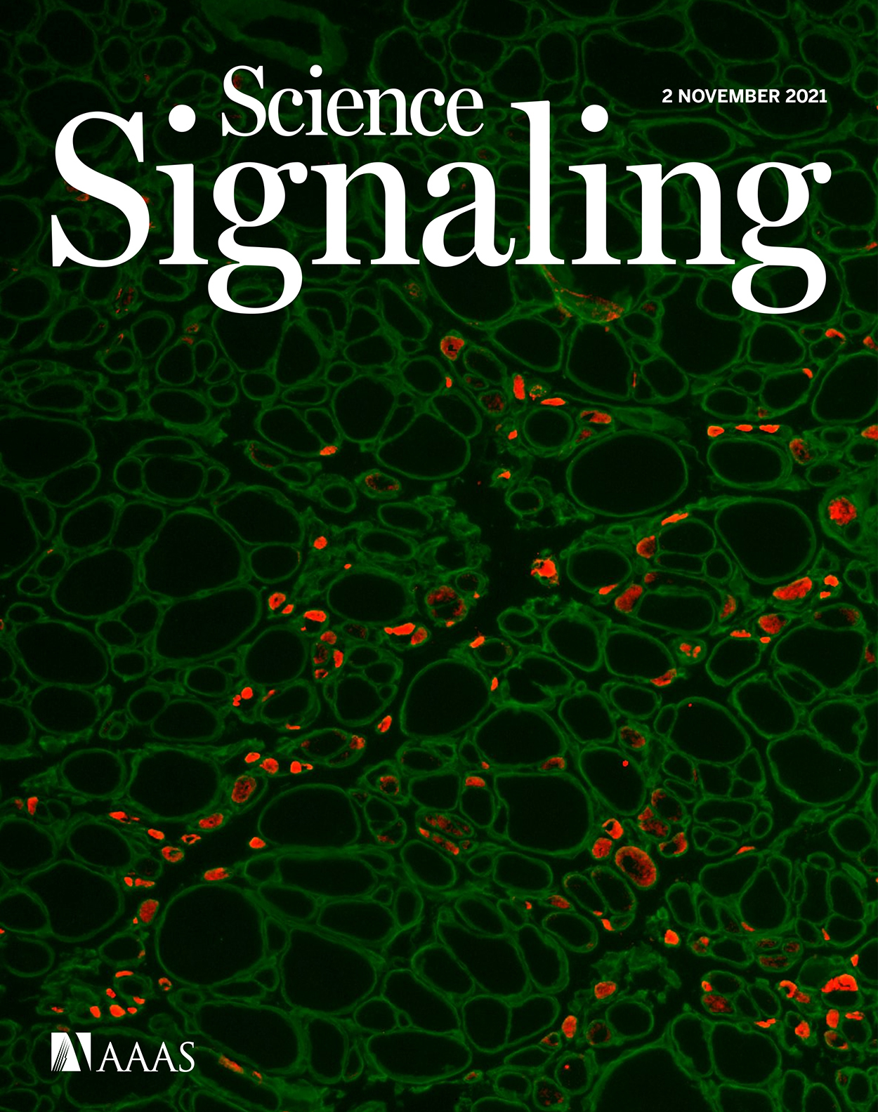 Cover of Science Signaling, featuring study using the protocol.