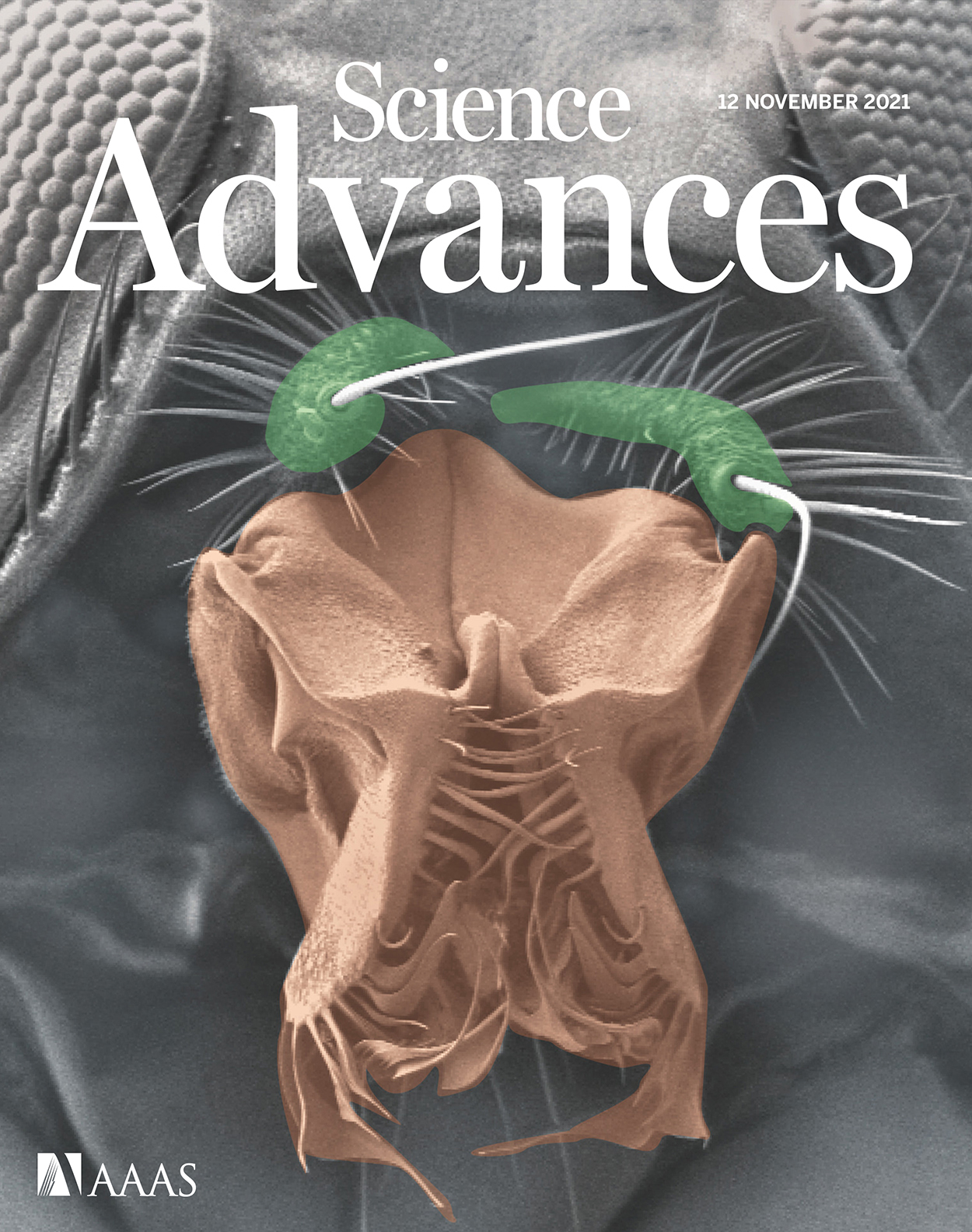 Cover of Science Advances, featuring study using the protocol.